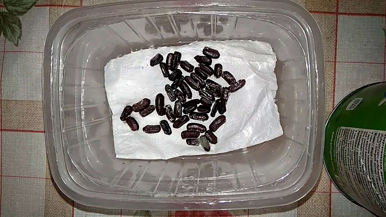Инкубатор для оттек(яиц) туркменского таракана. Краткая инструкция, которая действительно работает!)