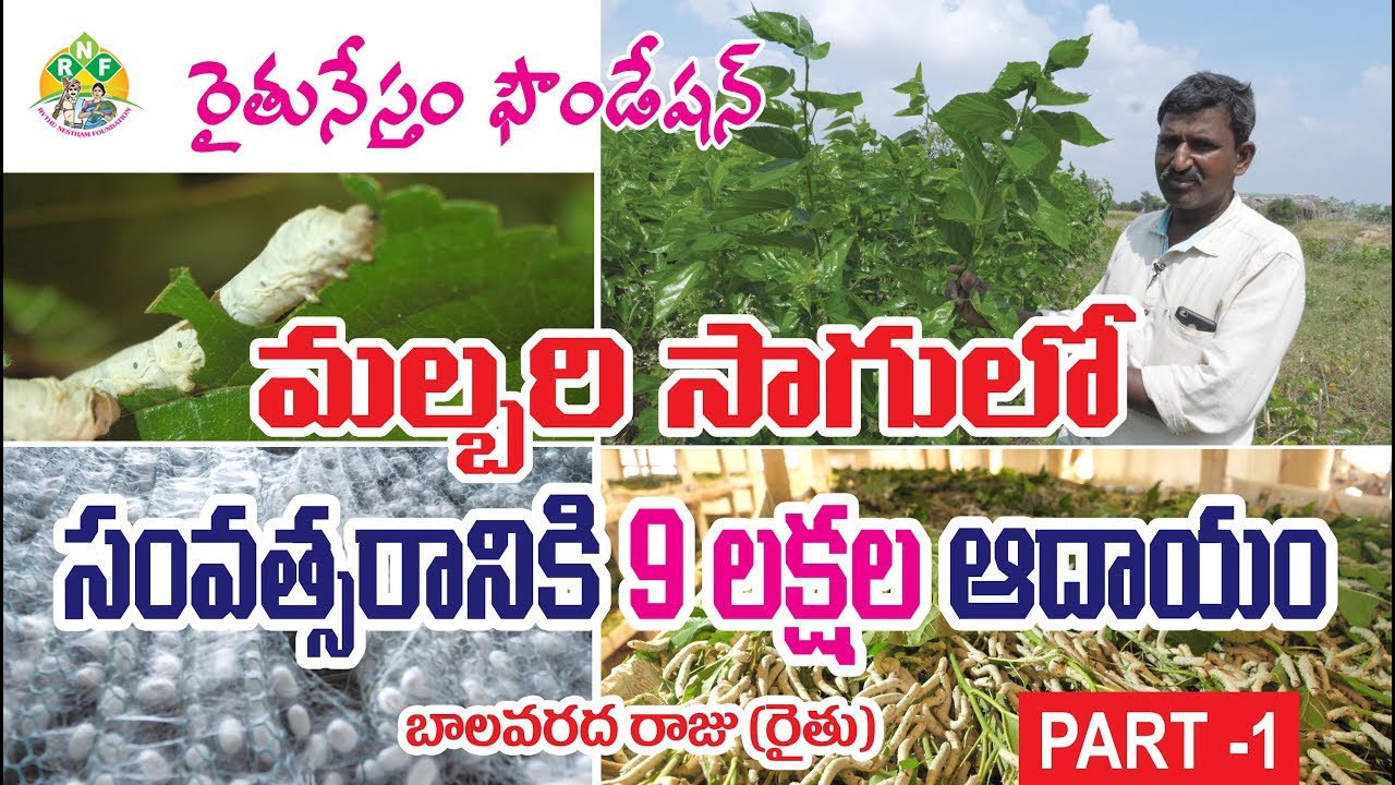 ప్రకృతి వ్యసాయంలో మల్బరీ (పట్టు )సాగుతో సంవత్సరానికి 9 లక్షలు ఆదాయం| PART 1 | 9160951785