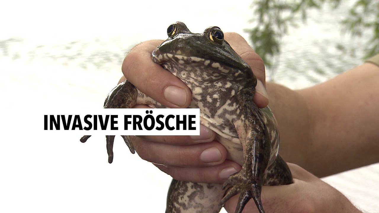 Der Nordamerikanische Ochsenfrosch soll eliminiert werden | RON TV