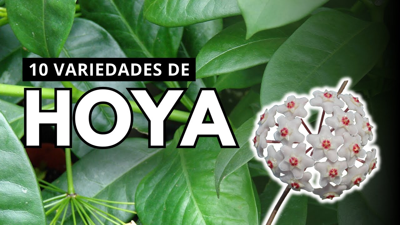 10 Variedades de HOYA | Plantas de Cera