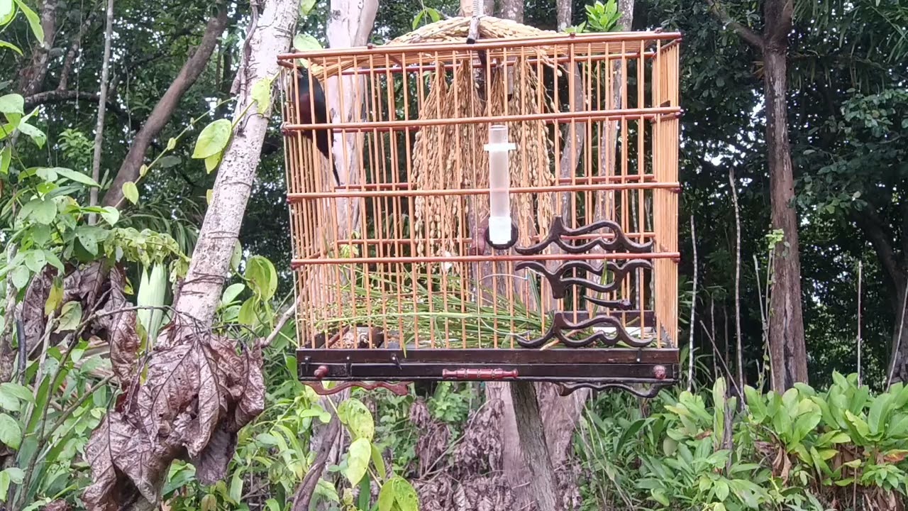 curio cantando inrraivado mambeando e muita fibra pra pega o pé do preto riscando curiola levou ele