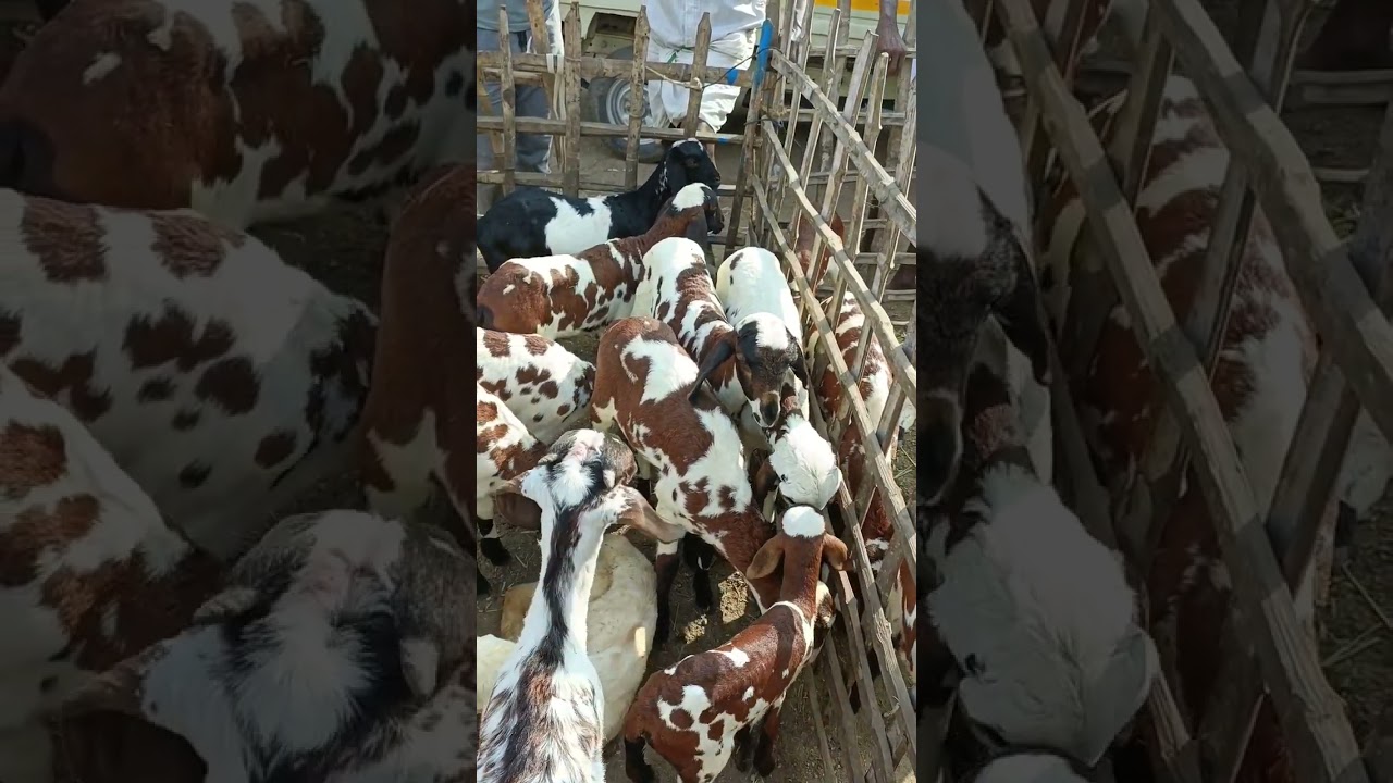 பொட்டு குட்டி சந்தை | Ettayapuram goat market