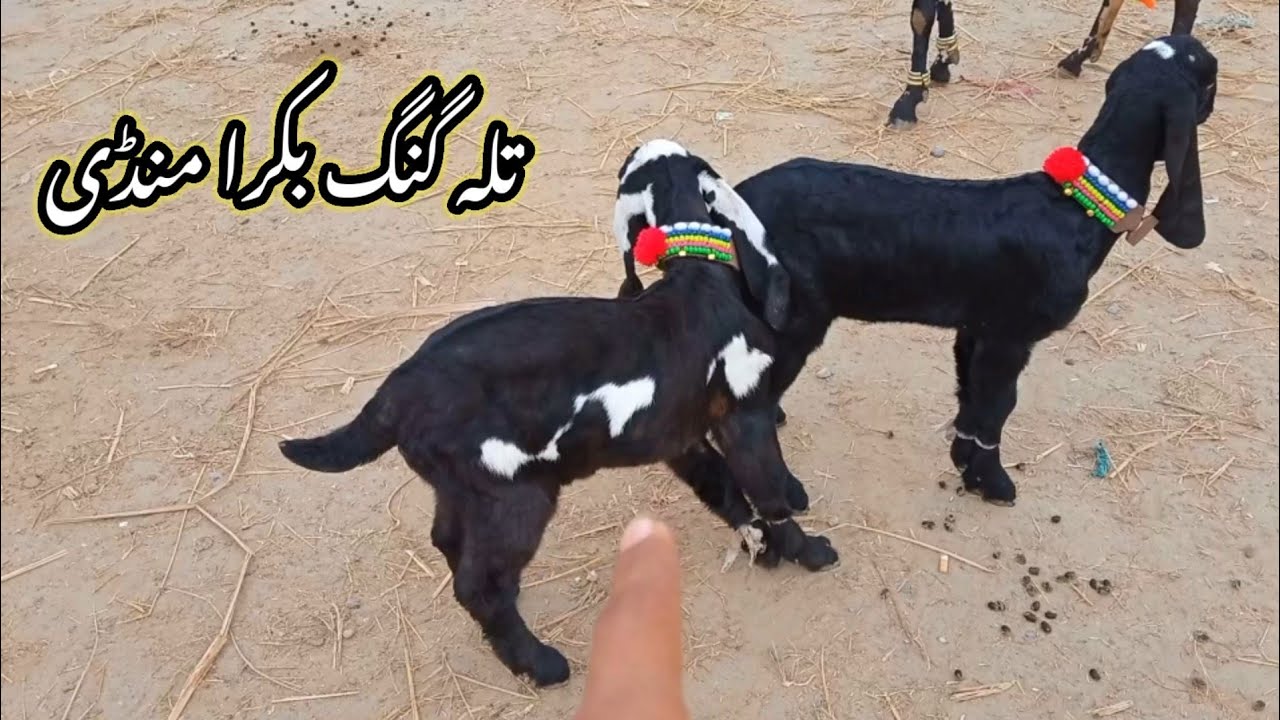 Milk goats in Talagang mandi/Bakra mandi update/Milk goats price/Dumba mandi update