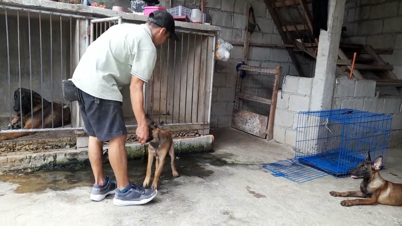 pagsasanay para maging masunorin ang ating mga aso. owner trainor k9 belgian malinois