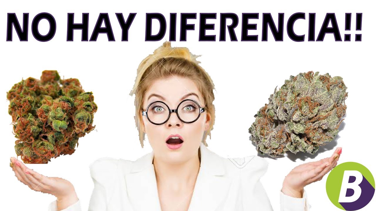 INDICA vs SATIVA - En Realidad Hay Diferencia? - Mitos y Verdades del Cannabis