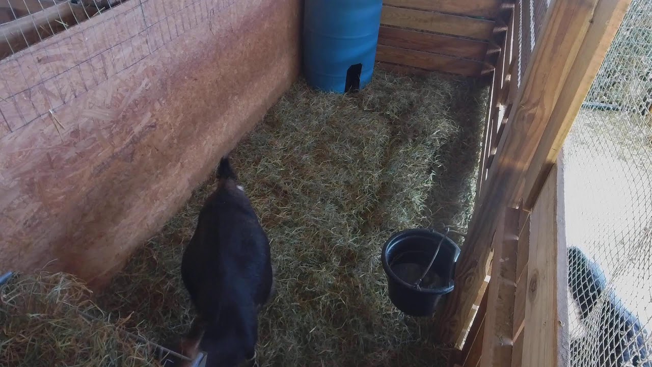 Goat Baby Watch - Live Delivery Birthing Camera