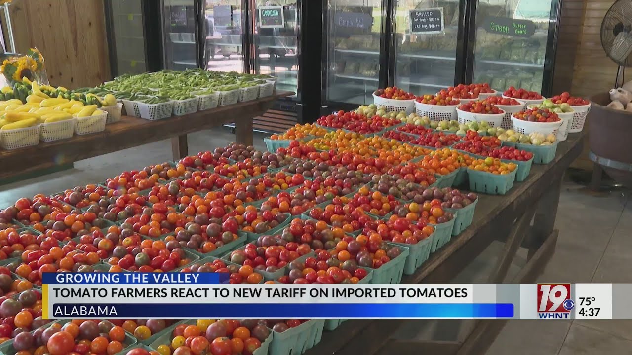 Growing The Valley: Tomato Farmers React To New Tariff On Imported Tomatoes | August 4, 2025 | News