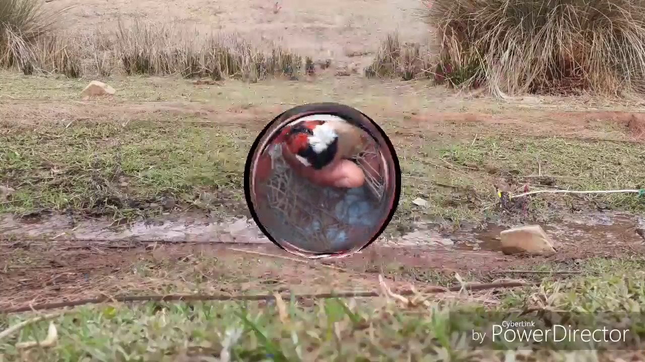 صيد الحسون الطفرة في المغرب 14/11/2019