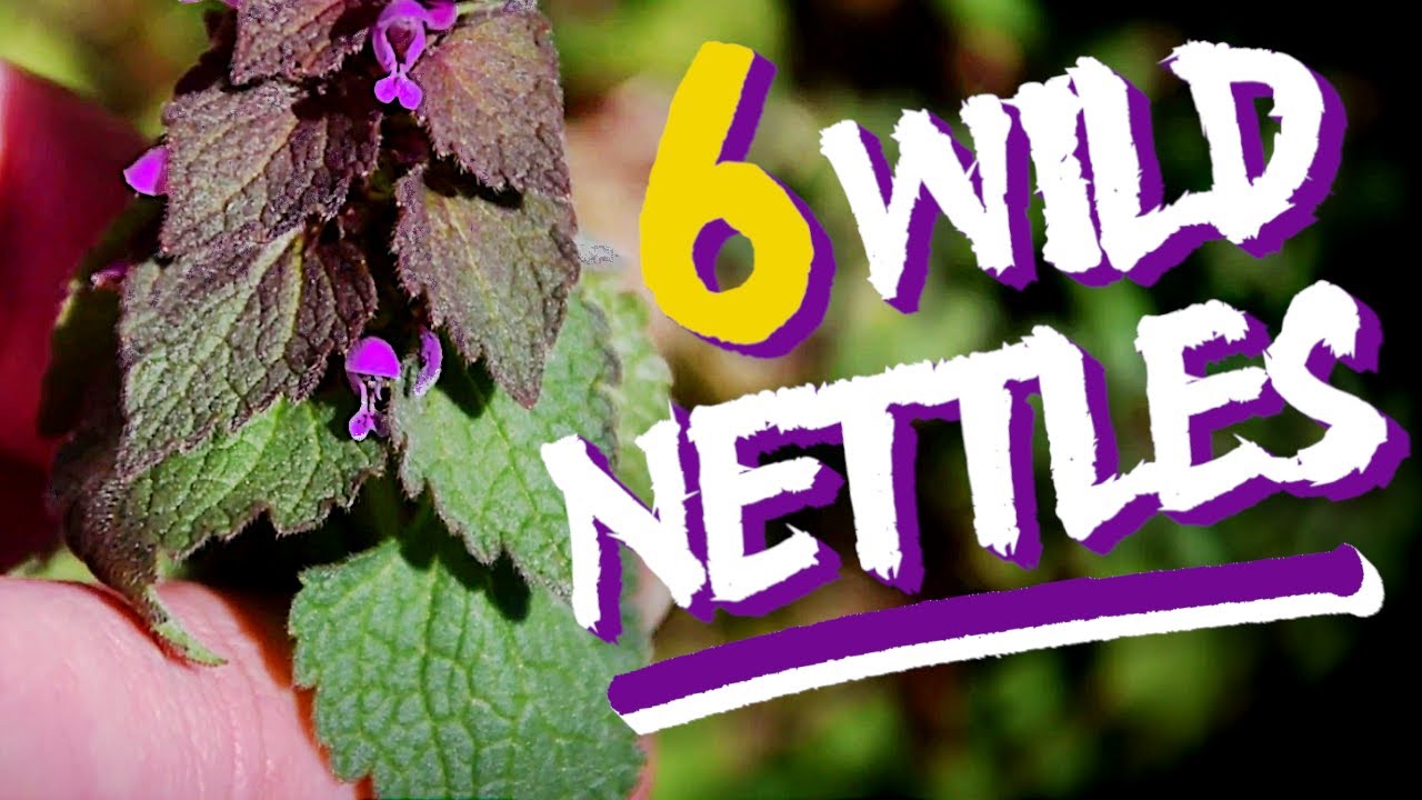 6 Unbelievable Wild Nettles You Should Absolutely Be Foraging and Eating