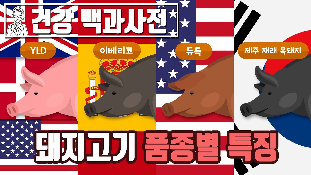 YLD, 이베리코, 듀록, 제주흑돼지까지 돼지고기 품종별 특징에 대해 알아보자.