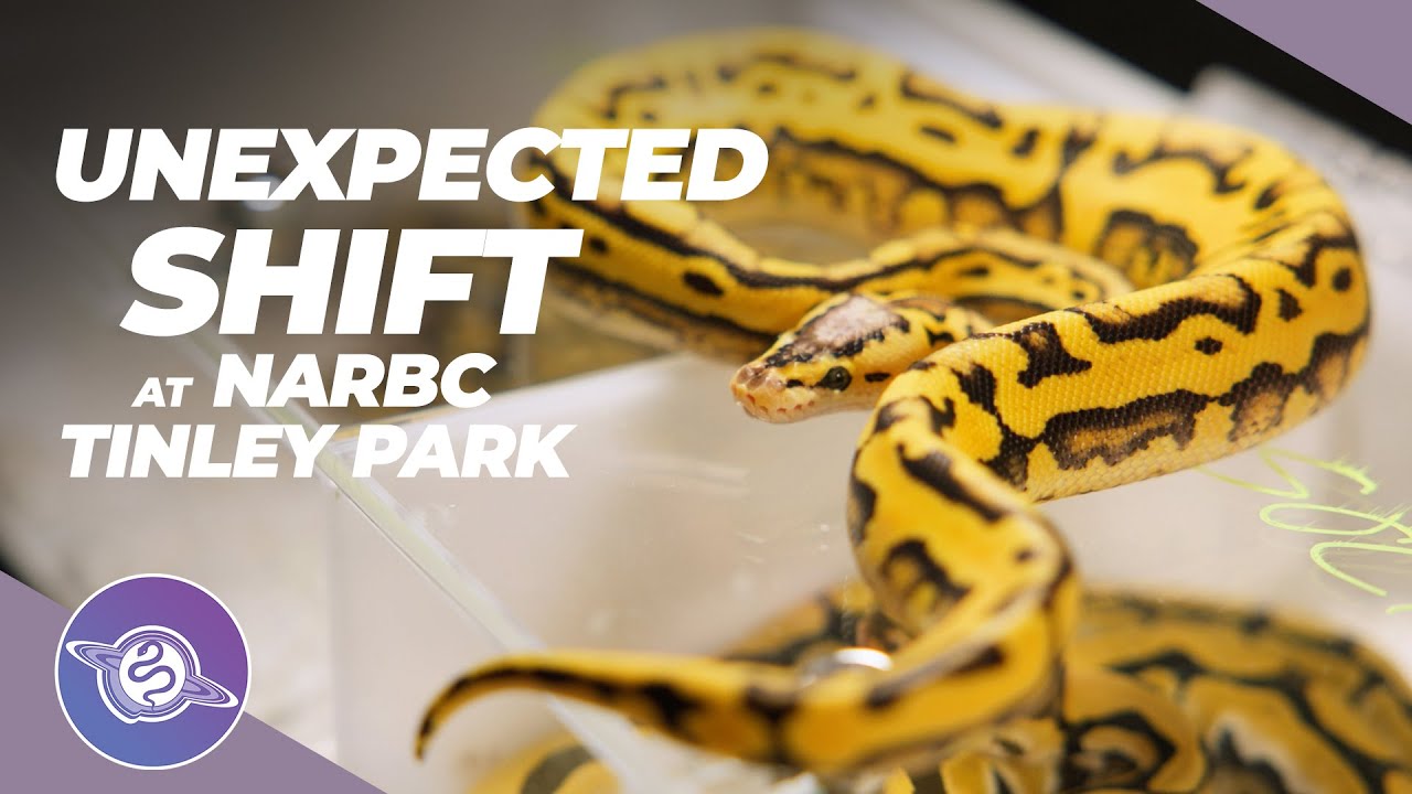 Неожиданный сдвиг в NARBC в Тинли-парке | Осень 2025 | #шаровойпитон #змея #рептилии