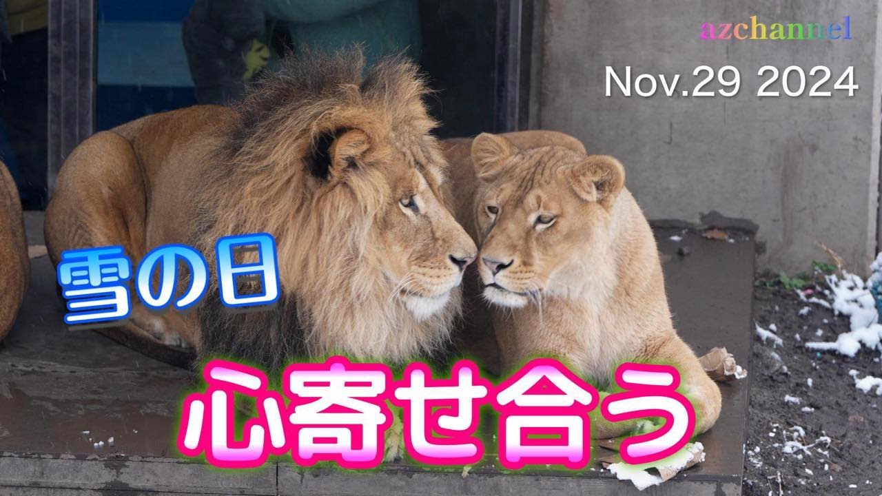 【旭山動物園ライオン】雪の降る日のオリトファミリーは心寄せ温め合う🧤Let's come close and warm each other.