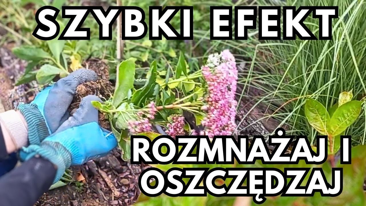 Posadź wiosną i podziel jesienią | 7 roślin do ogrodu, które szybko rozmnożysz