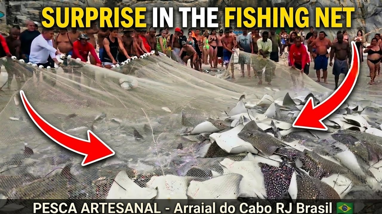 WHOLE SHOAL! Um cardume inteiro na rede em Arraial do Cabo RJ Brasil 🇧🇷​ 