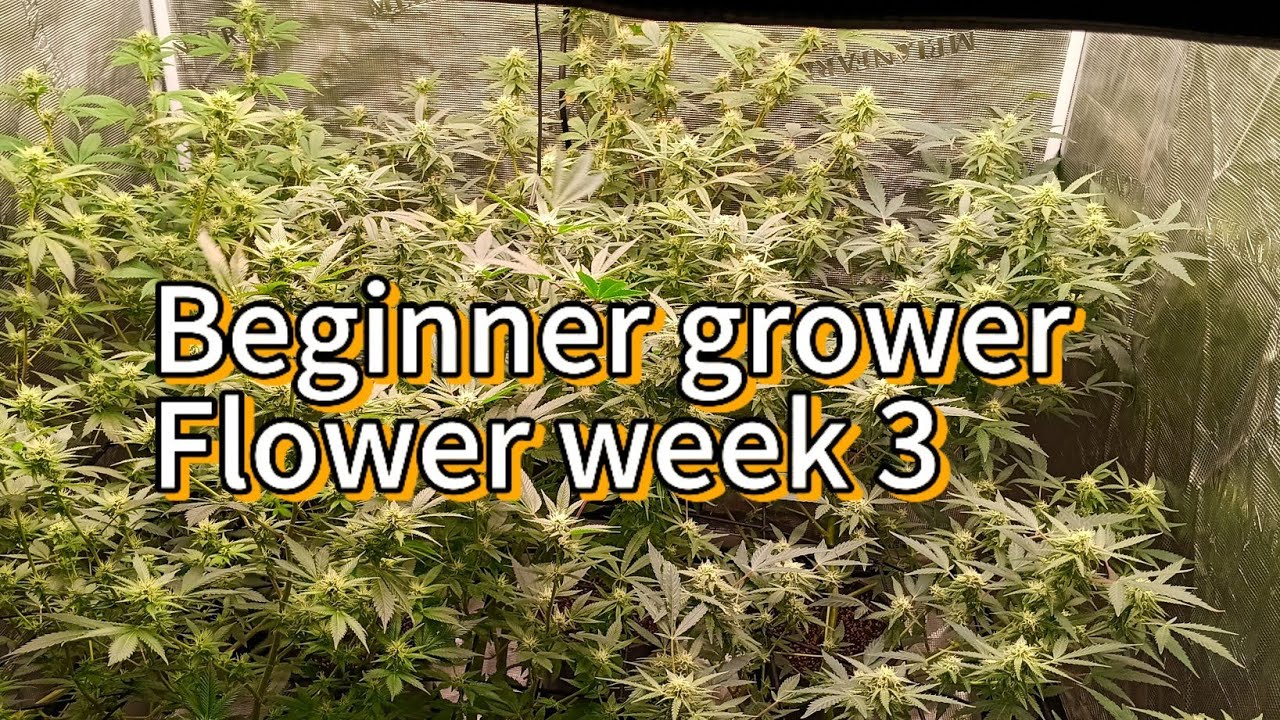 Beginner grow guide the mistakes I ran into week 3 of flower @Vivosun