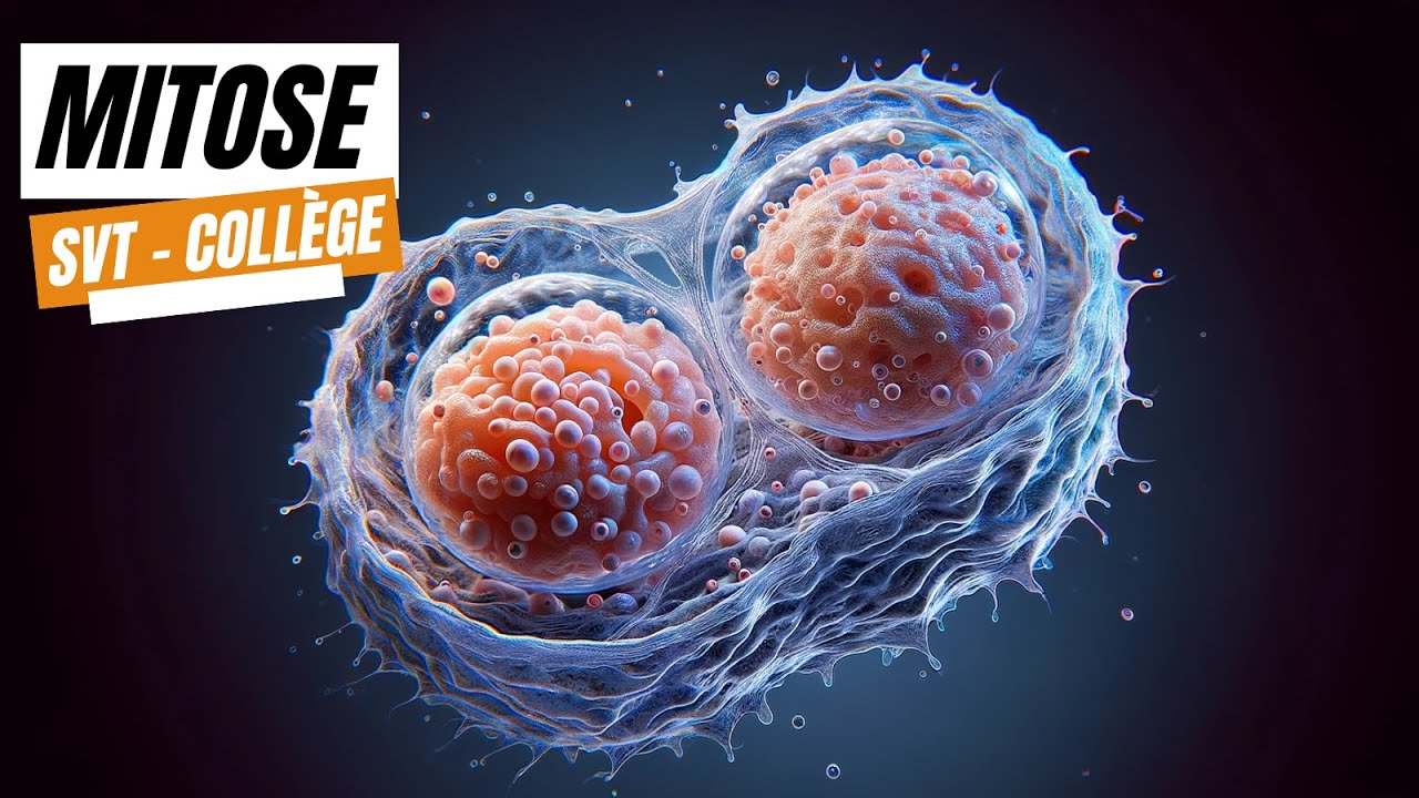 Mitose - SVT collège