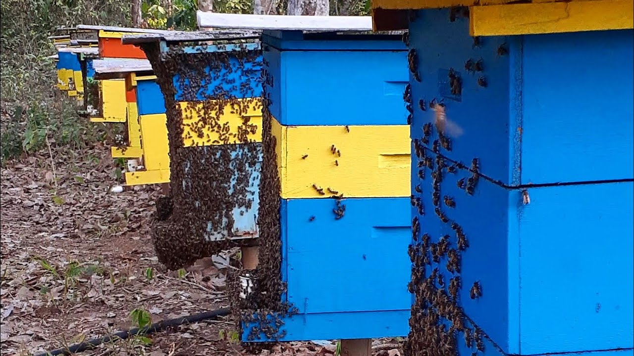Colocando melgueiras com coletor de propolis