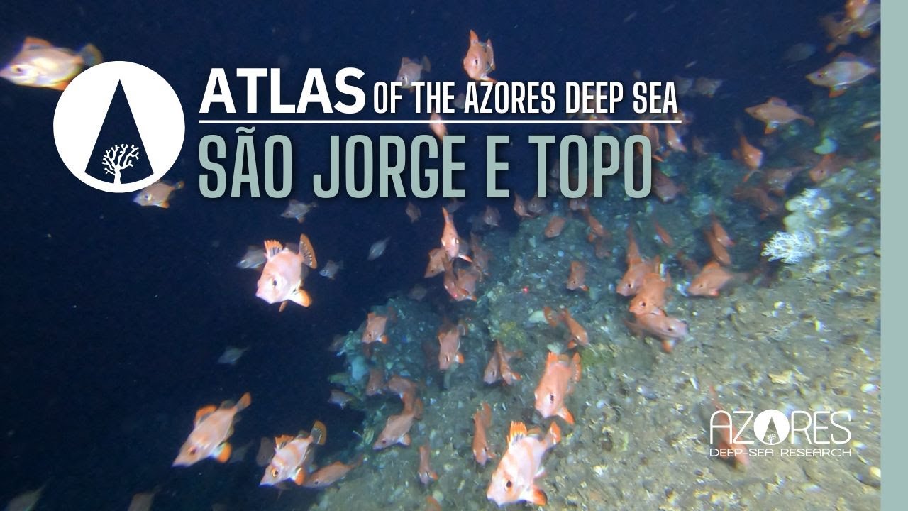 São Jorge E Topo island slope | ATLAS of the Azores deep sea