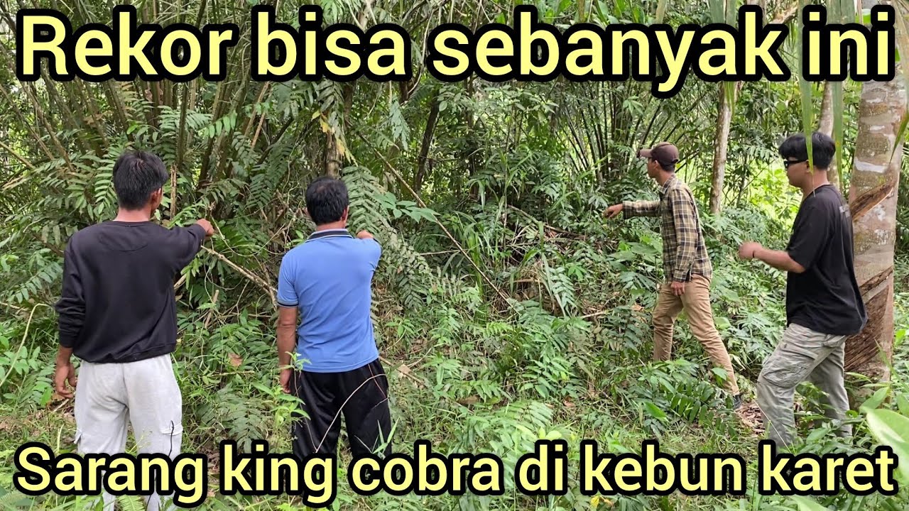 REKOR BARU PEMILIK KEBUN KARET KAG3T ADA SARANG ULAR KING COBRA DAN PULUHAN TELUR NYA TERBONGKAR