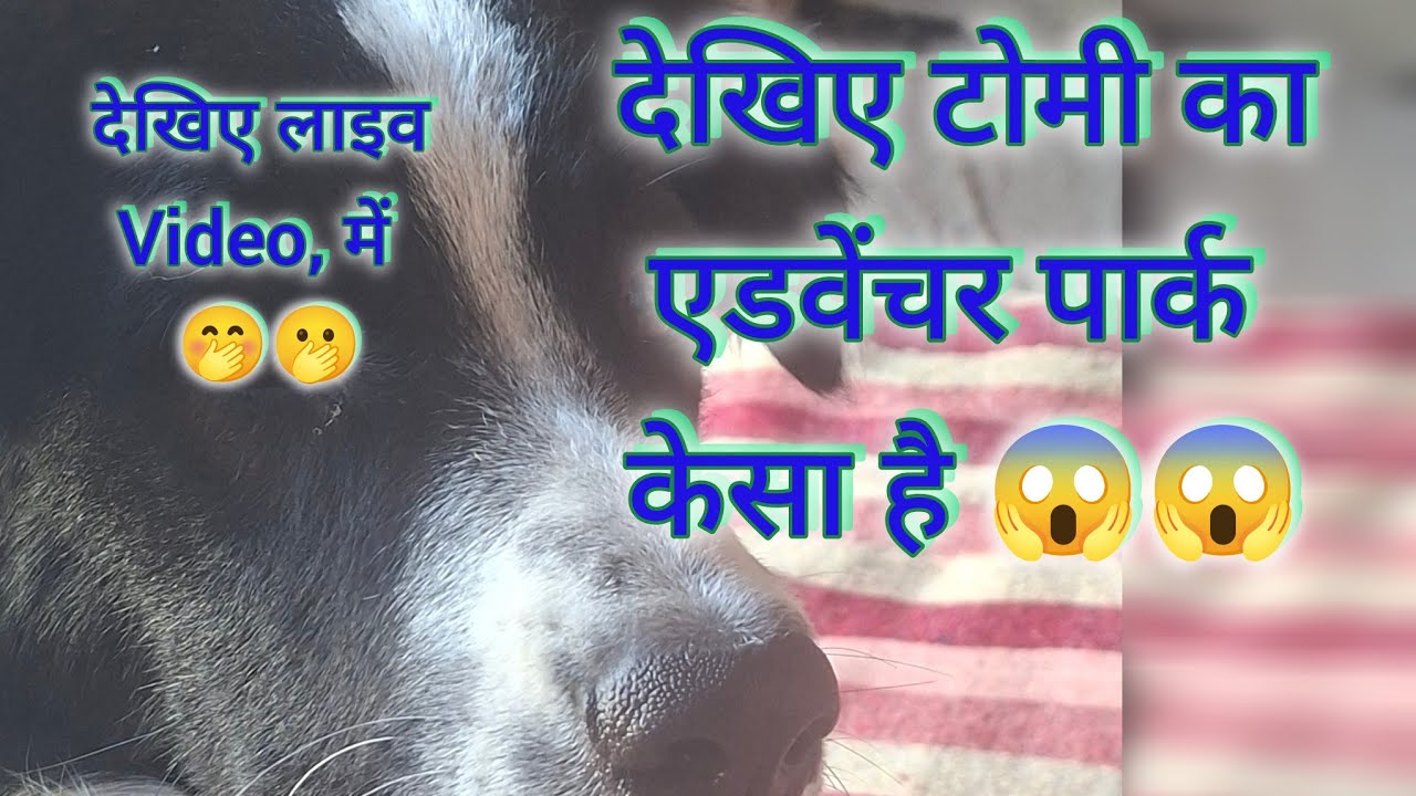 देखिए टोमी का एडवेंचर पार्क 😱 ! केसा दिखाई देता है ? #live #livestream #youtubelive #livestreaming