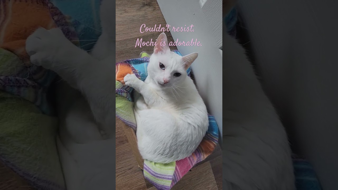 Mochi decided to be adorable and I couldn't resist posting a video of him