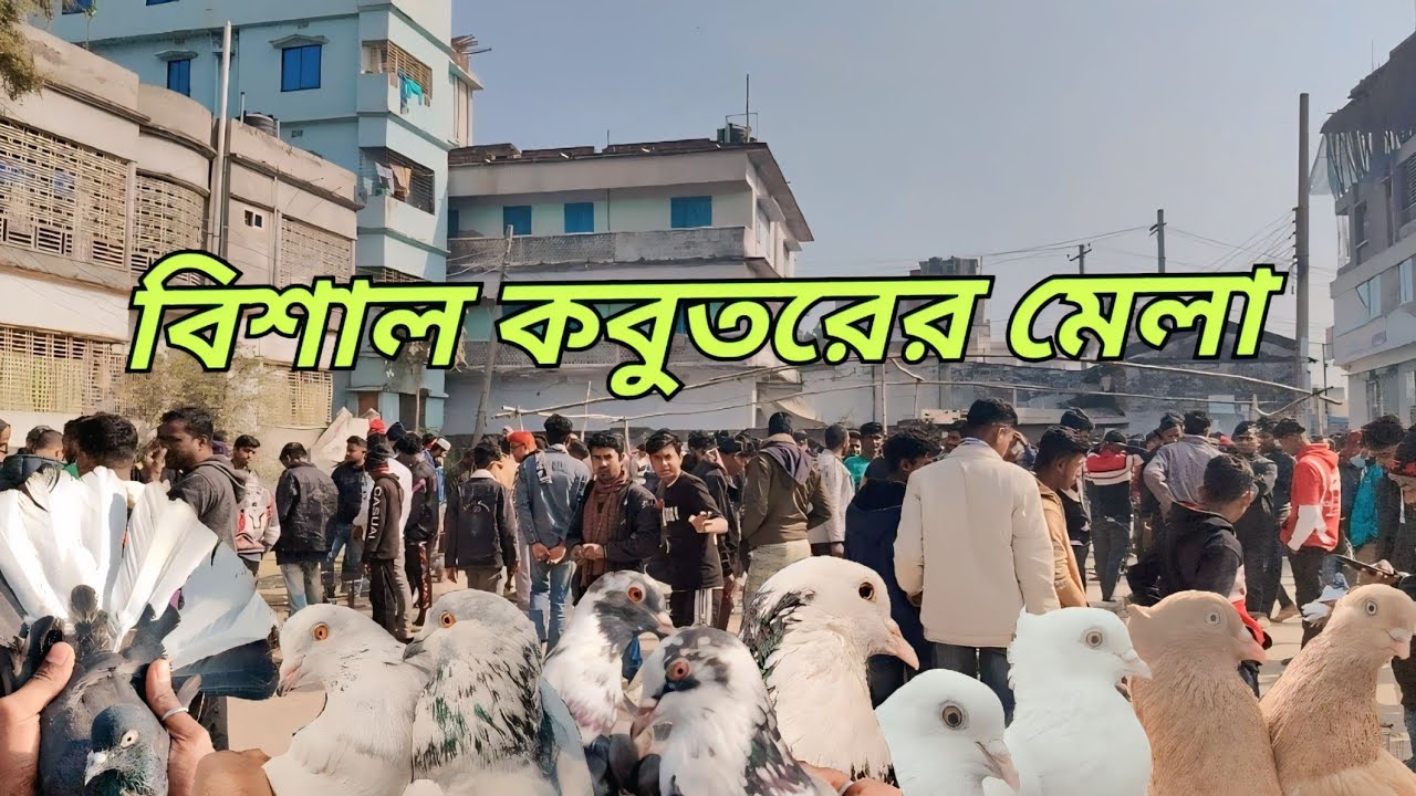 সেরা কালেকশন সর্বোচ্চ কম দামে কিনুন !! রাজশাহী কাটাখালি হাটে গিরিবাজ কবুতরের আপডেট বাজার দর জেনে নিন