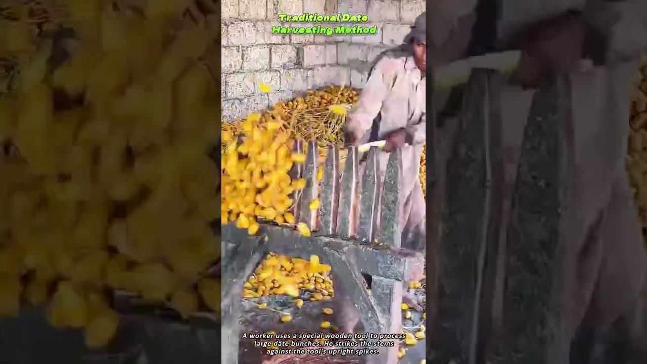 Traditional Date Harvesting Method