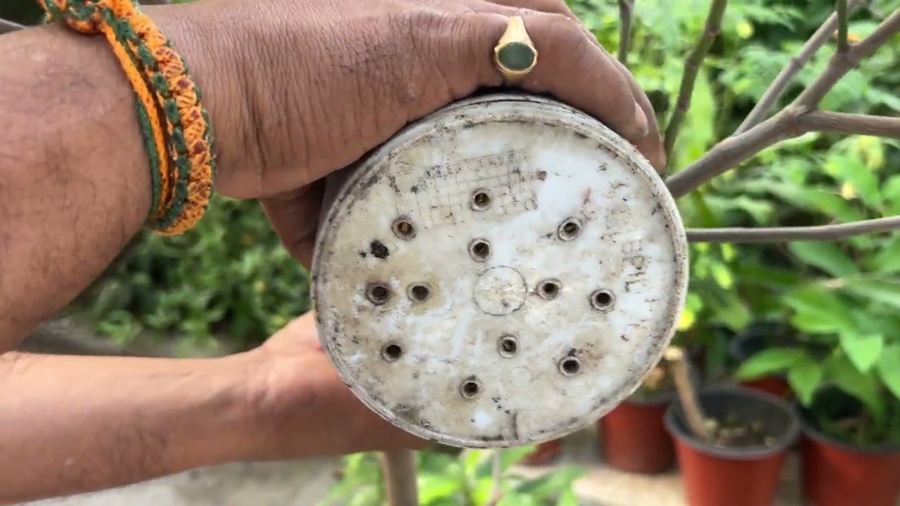 Jack Fruit Plant Grafting