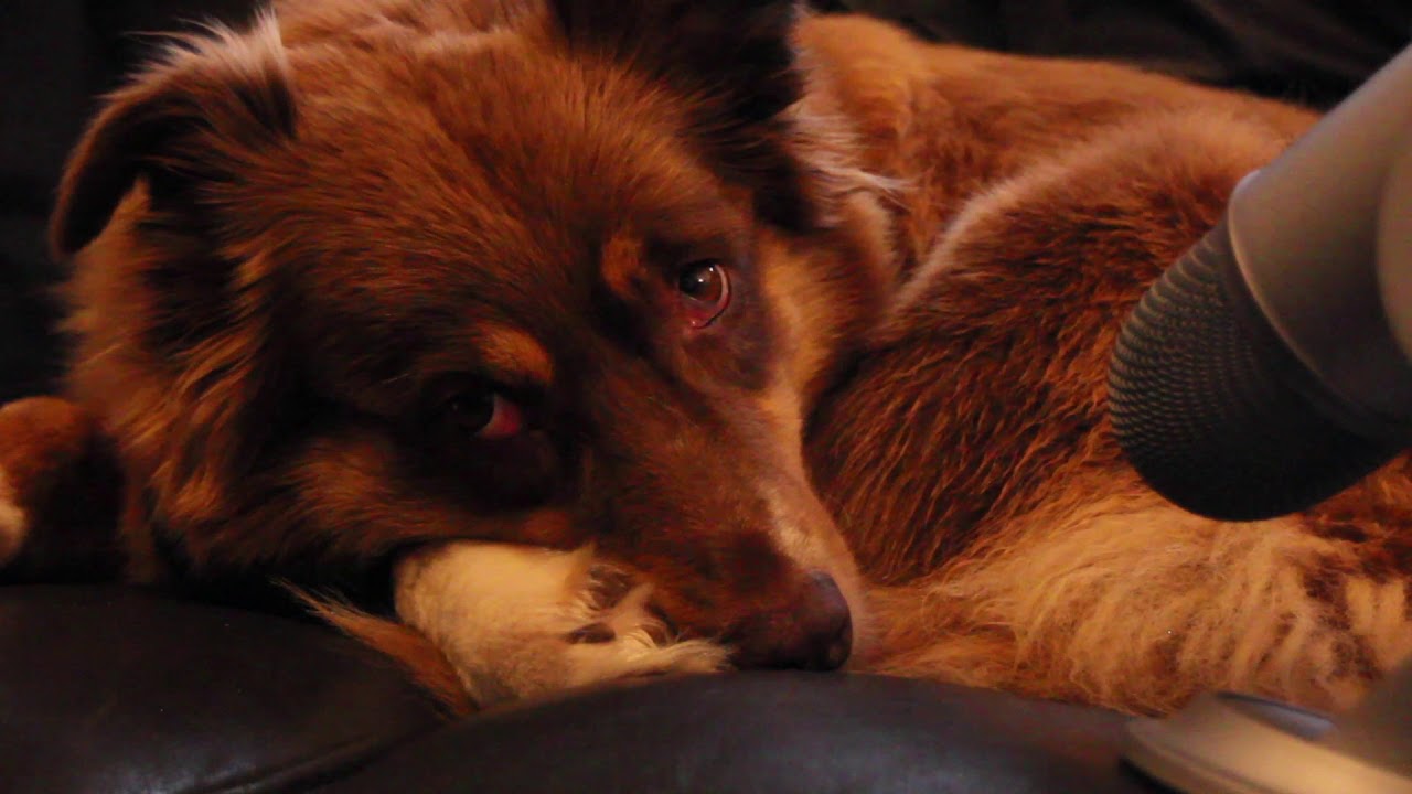ASMR ~ Dog sleeping next to you 🐕 - Breathing Sounds, No Talking