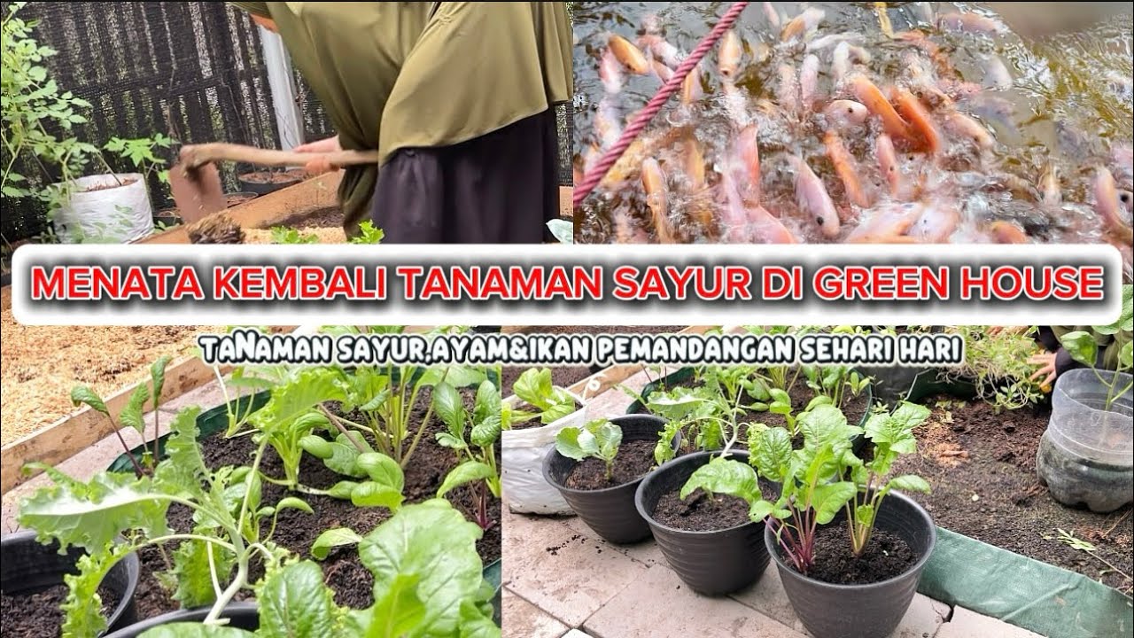 Menata kembali tanaman sayur di green house #aktivitasdiladangberkebun 