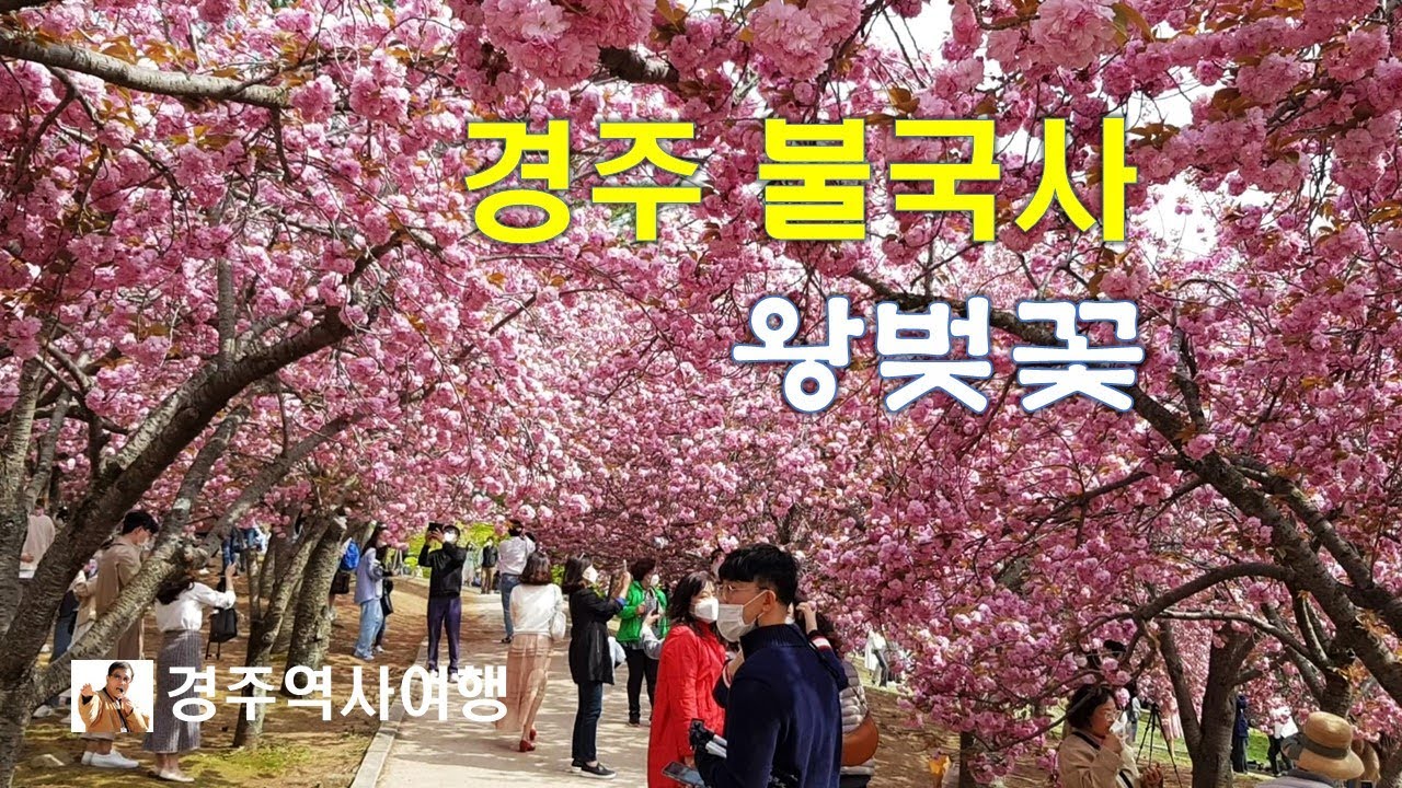 경주 불국사 왕벚꽃