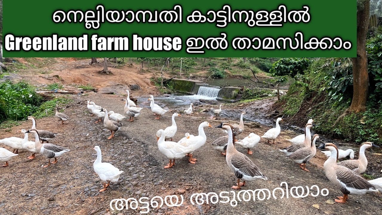 Nelliyampathy Trip| GreenLand Farm House Resort |Restaurant|Palakkad|nelliyampathy resort in forest