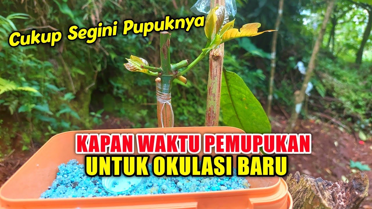 pupuk kopi stek usia 1 bulan ❗️ kopi balap