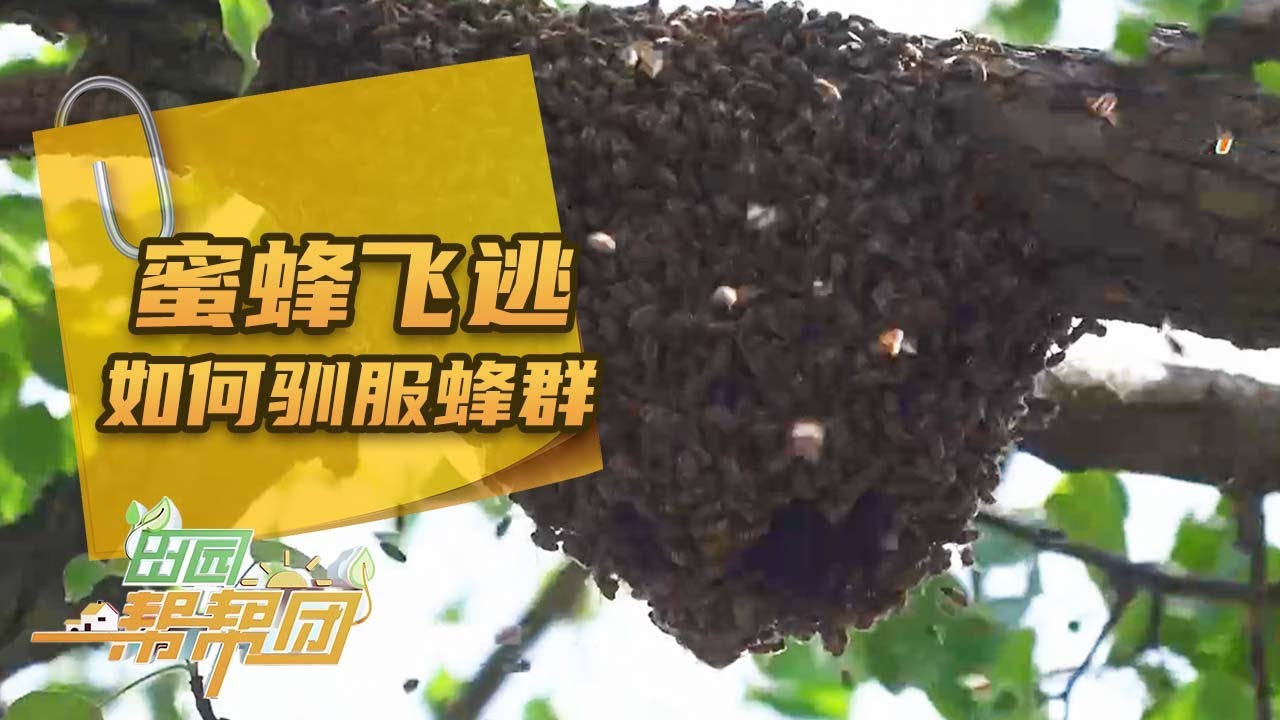 蜜蜂分家飞逃？从“蜂拥而出”到“蜂回路转”，帮帮团专家现场教学如何“驯服”蜂群《田园帮帮团》 20250421 | 农业致富经 Agriculture And Farming