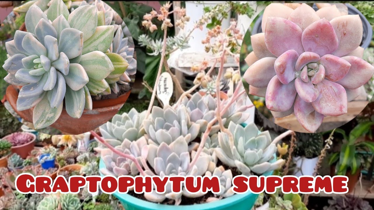 Graptophytum supreme ✅ Tips para un cuidado adecuado.