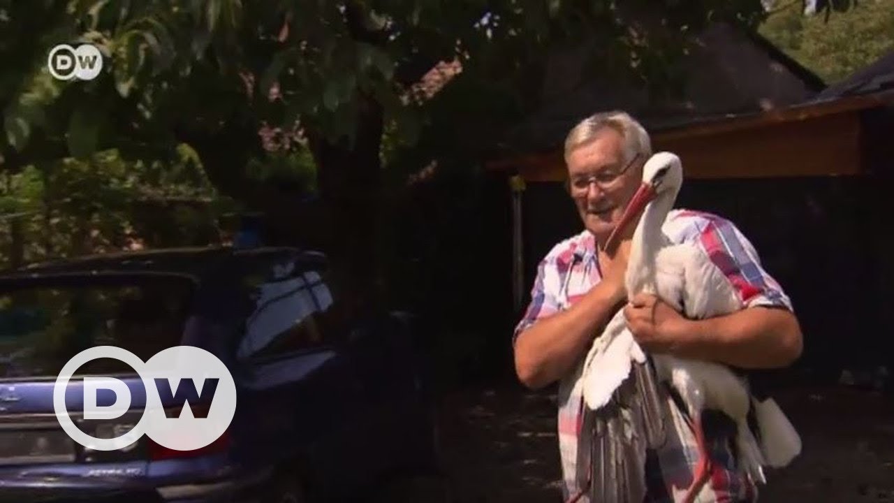 Yaşlı adam ve leylek - DW Türkçe
