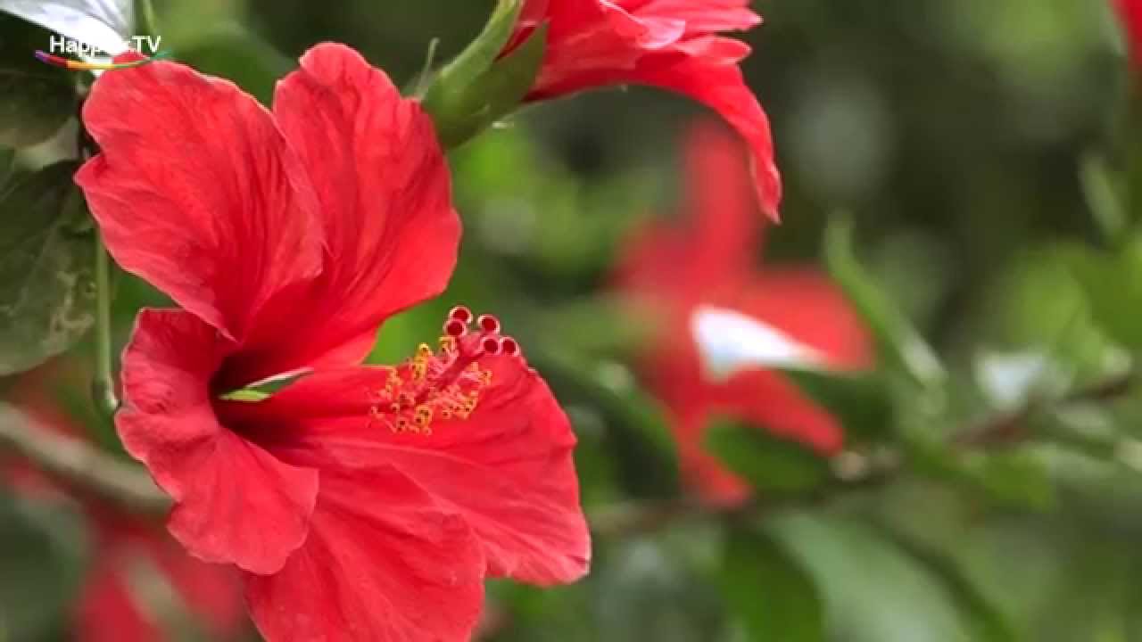 5 Minutes Loving kindness Meditation