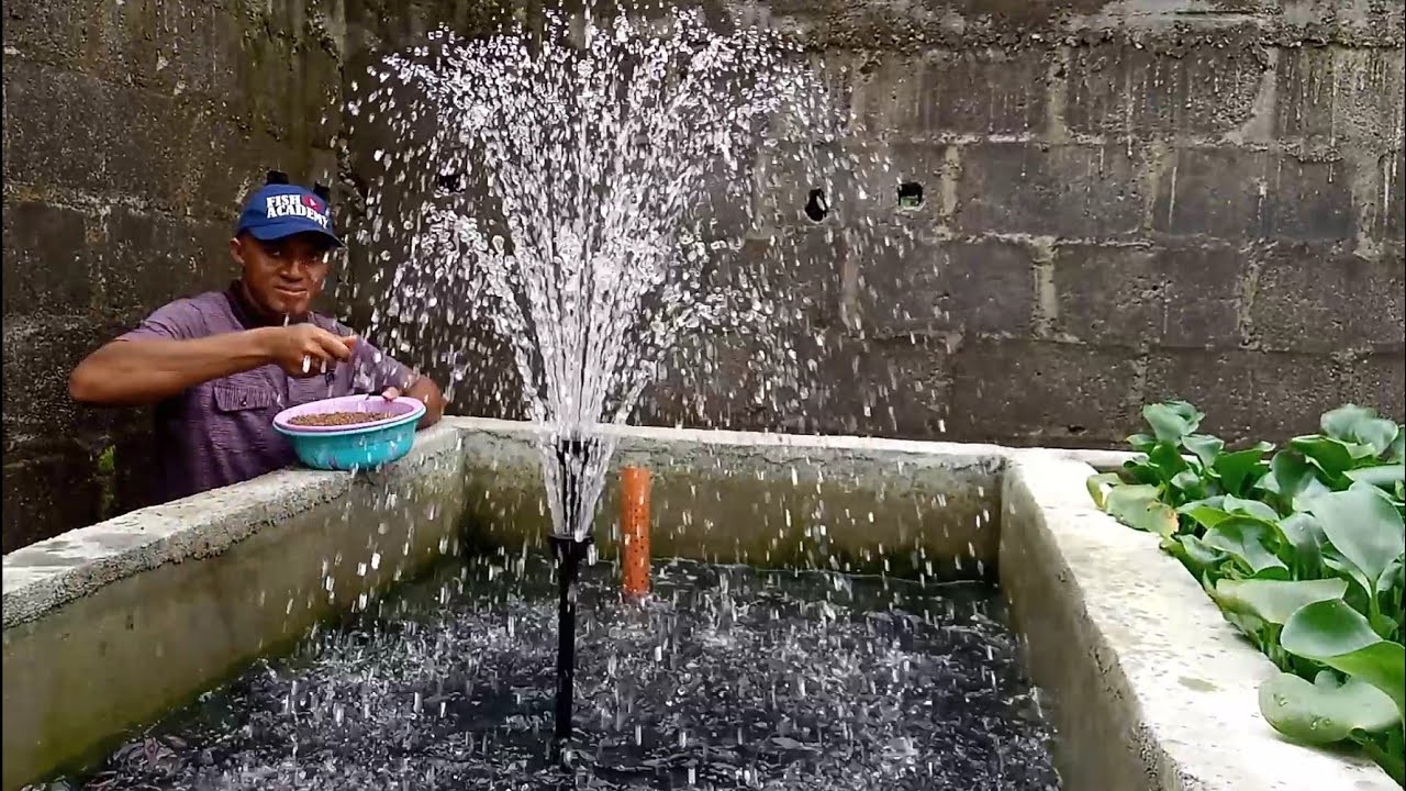 FOR REAL? HOW I MAKE MY FISH COMFORTABLE AND GROWING FAST IN AN ARTIFICIAL ENVIRONMENT. / INSPIRING