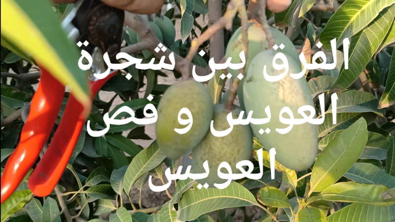 الفرق بين شجرة مانجو العويس و فص العويس | أسرار مانجو