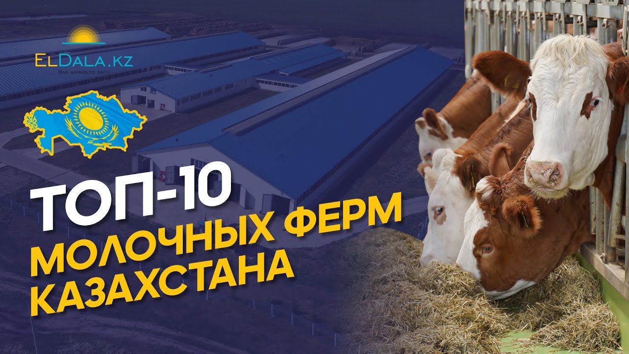 Топ-10 лучших ферм по продуктивности коров в Казахстане