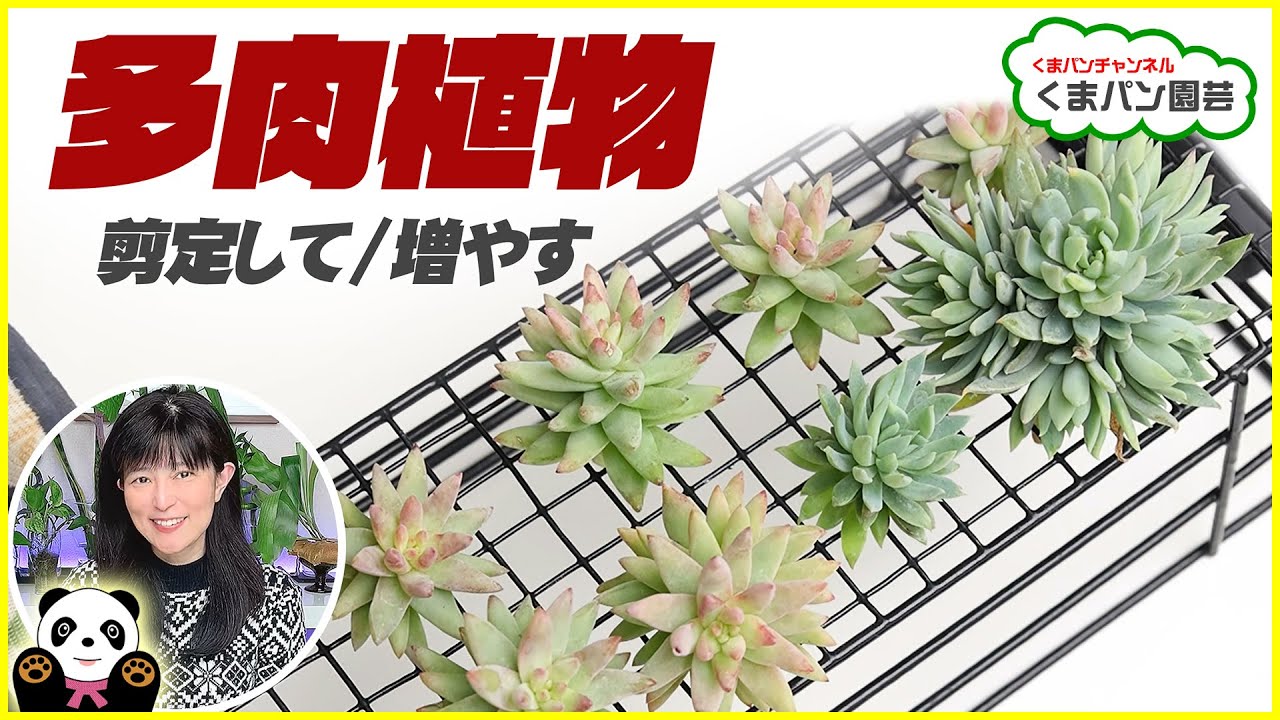 【多肉植物】剪定して＆増やす♪セデベリア「ファンファーレ」「樹氷」