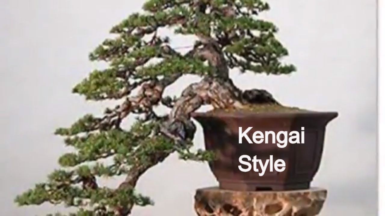 Cascade Bonsai style (Kengai)