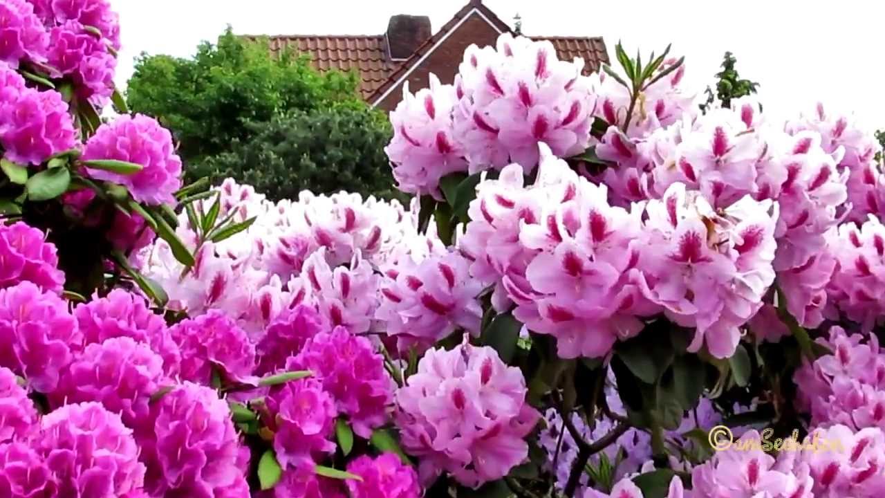 Rhododendron Garten Garden
