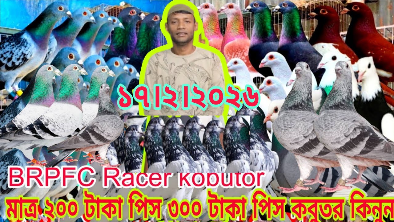 মাত্র ২৫০ টাকা পিস কবুতর কিনুন।। মাত্র ২৭০ টাকা পিস কবুতর কিনুন BRPFC Racer kabootar 2026