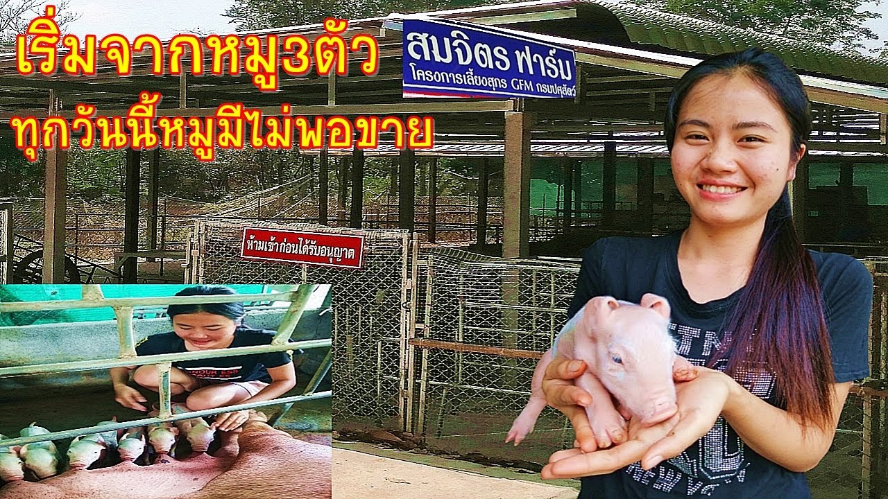 เริ่มจากหมู3ตัว!!!ปัจจุบันต้องเร่งขยายฟาร์ม,หมูมีเท่าไหร่ก็ไม่พอขาย,เลี้ยงเองขุนเองกำไรตกตัวละ3,000