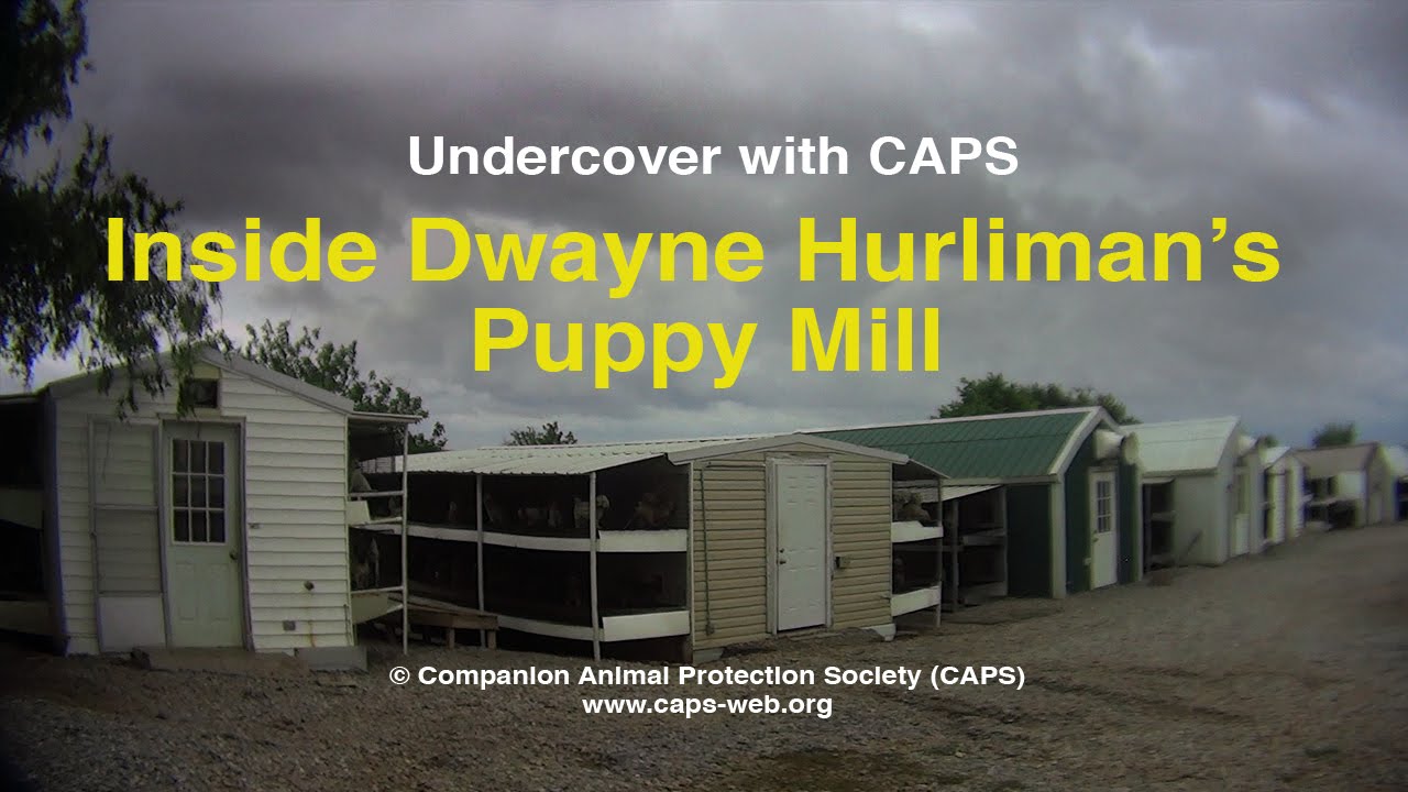 Undercover with CAPS: Inside Dwayne Hurliman's Puppy Mill - Oklahoma Breeding Facility