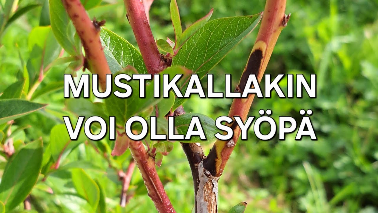 Mustikallakin voi olla syöpä