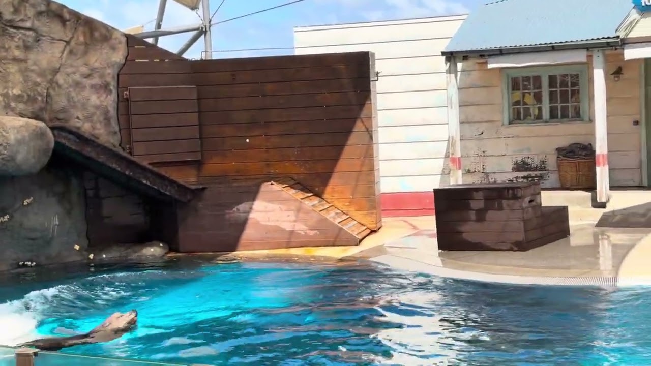 Seal show - part 1