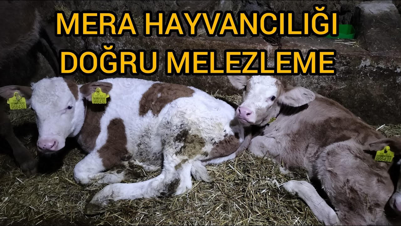 MERA HAYVANCILIĞI DOĞRU MELEZLEME ETÇİL IRK ÜRETİM