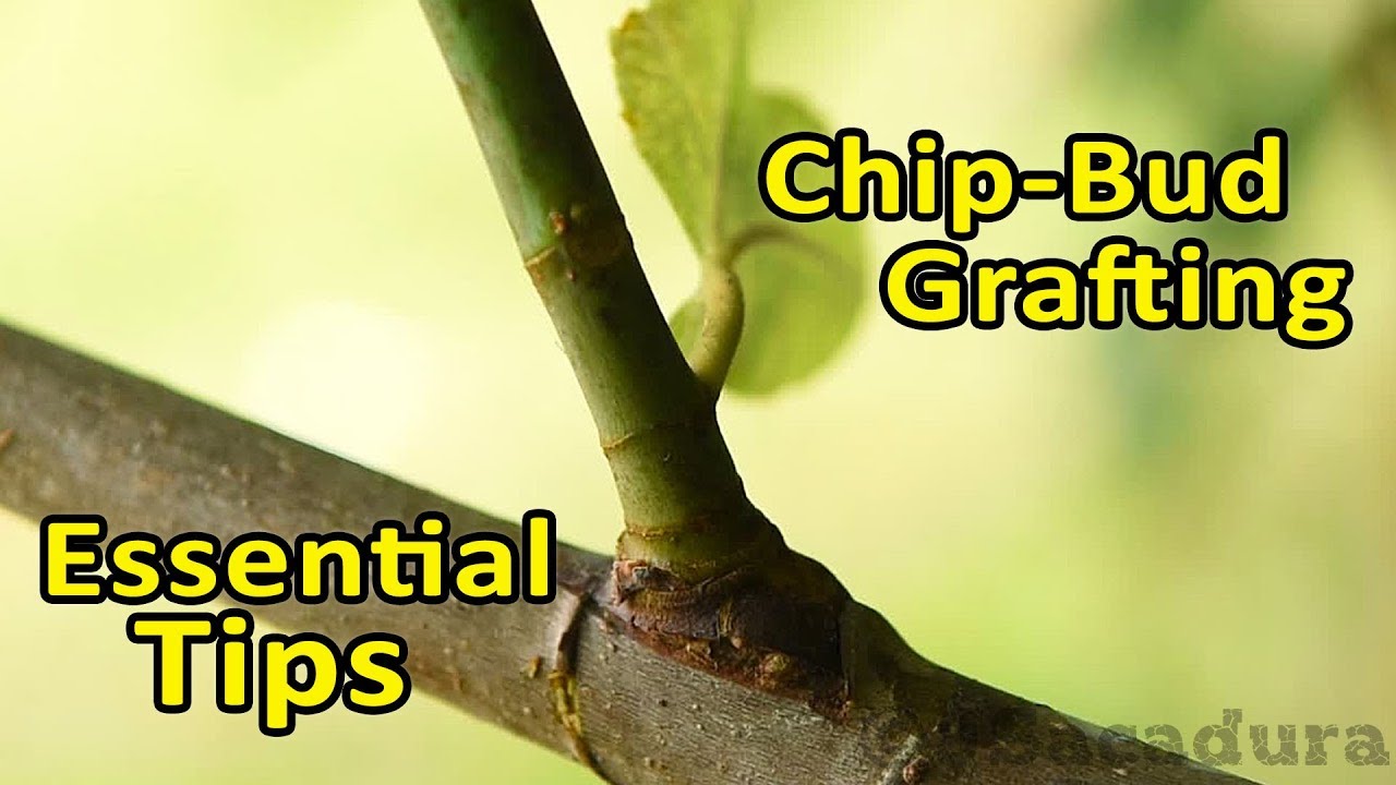 Grafting Fruit Trees | Chip-Bud Grafting - Essential Tips | How to and Update